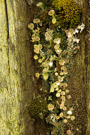 Fungi On Fence Post