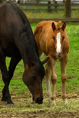 Mare & Colt