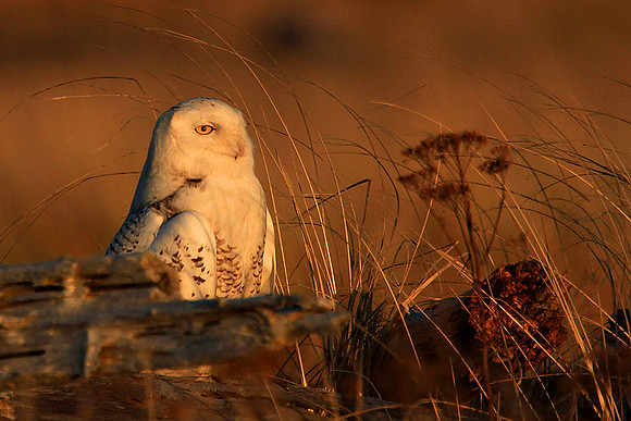 Snowy Owl At Sunrise