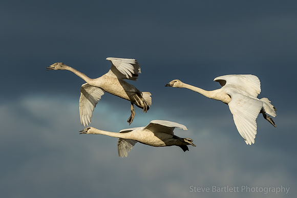 Trumpeter Swans
