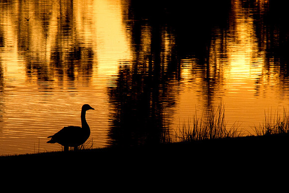 Goose At Sunset