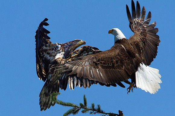 Two Eagles Fighting