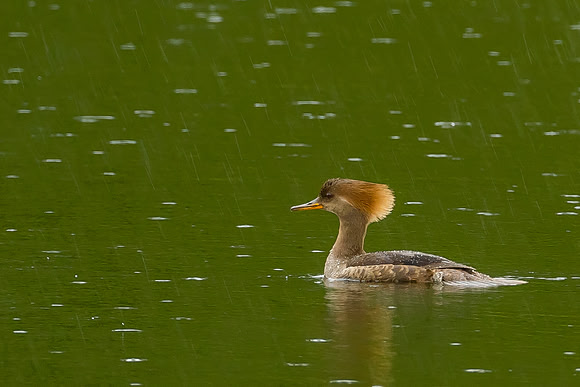 Common Merganser - Female