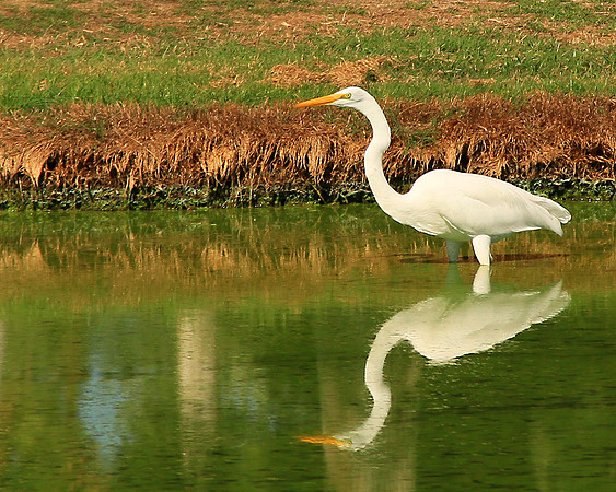 White Egret