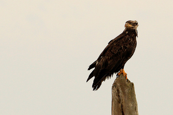 Young Bald Eagle