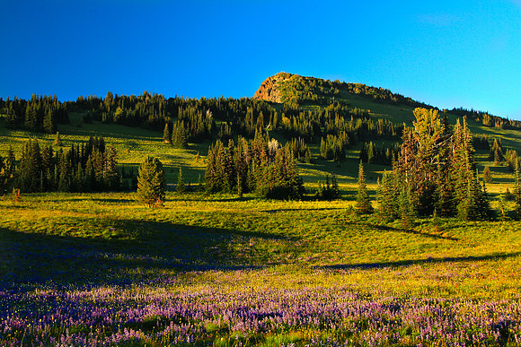 Yakima Park - Mt. Rainier