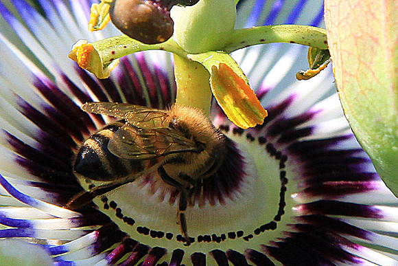 Passion Fruit Flower With Bee