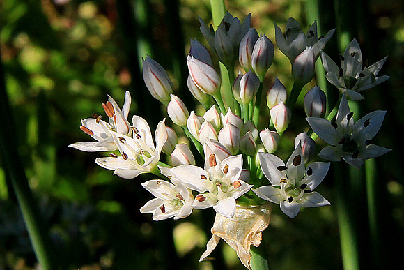 Chive Blossoms