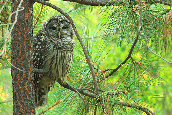 Barred Owl