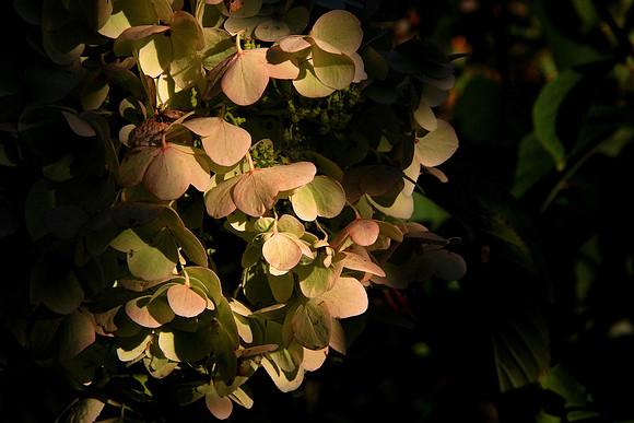 Hydrangea