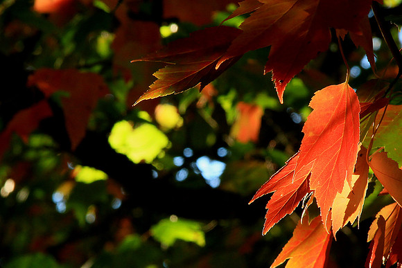 Autumn Maples