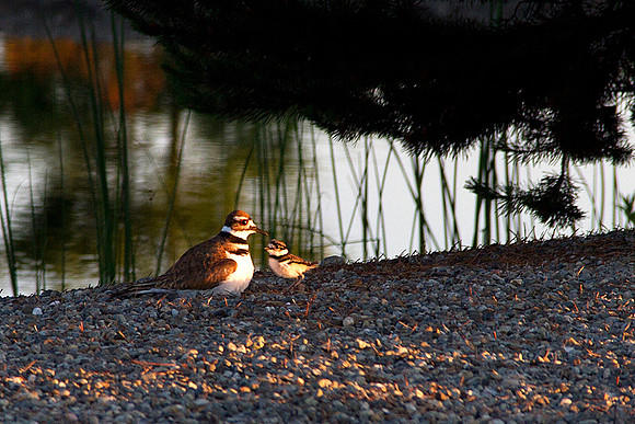 Mother Killdeer With Baby