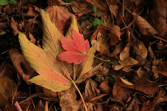 Autumn Leaves