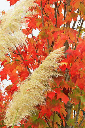 Pampas Grass and Maples