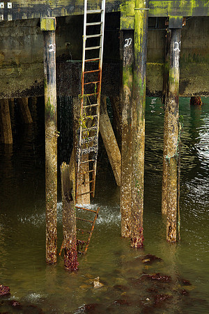 Seattle Low Tide