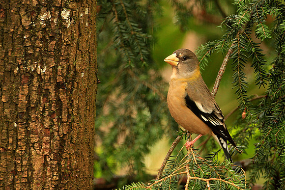 Evening Grosbeak - Female