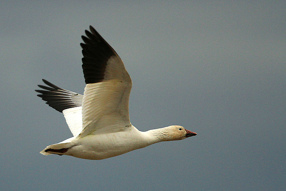 Snow Goose In Flight