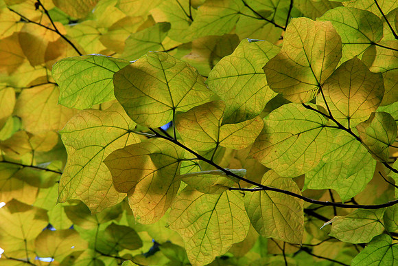 Autumn Foliage
