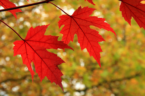 Autumn Leaves
