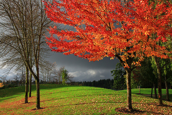 Autumn Foliage