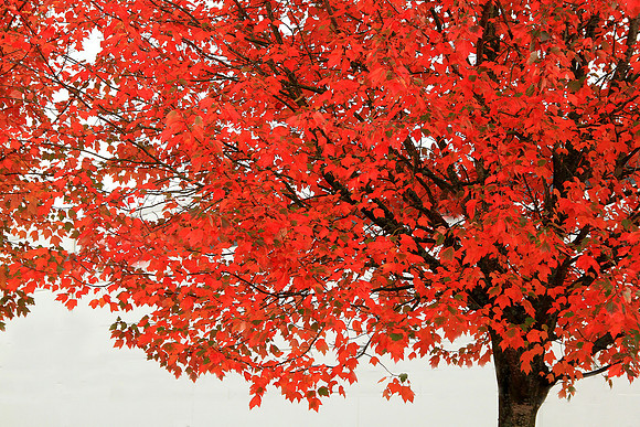 Autumn Foliage