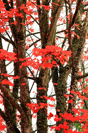 Autumn Foliage