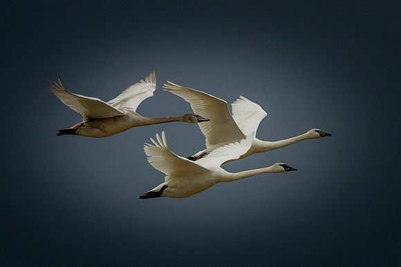 Trumpeter Swans