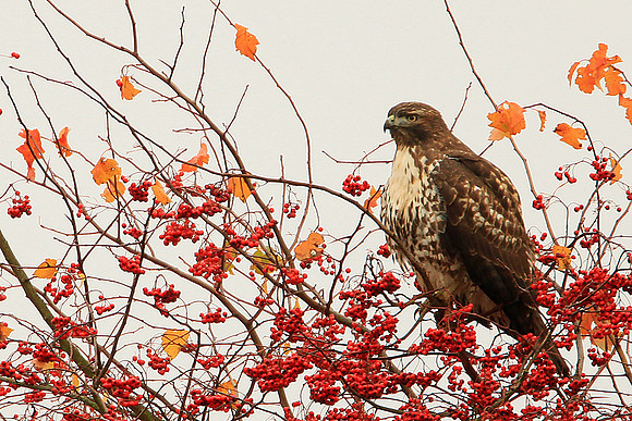 Red-Tailed Hawk