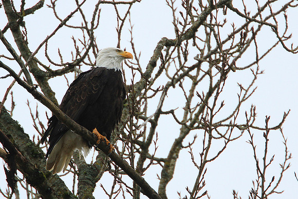 Nisqually Valley Bald Eagle