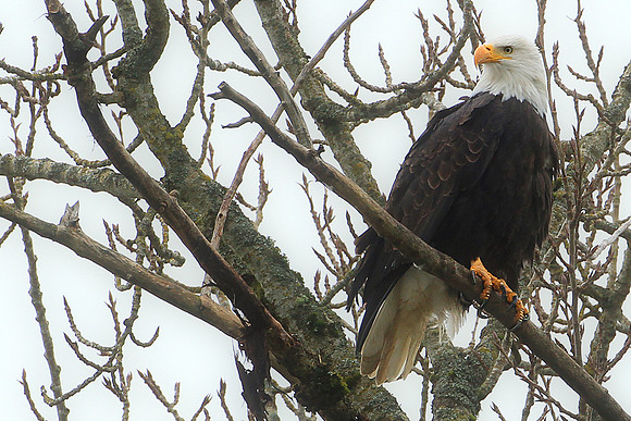 Nisqually Valley Bald Eagle