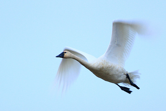 Trumpeter Swan