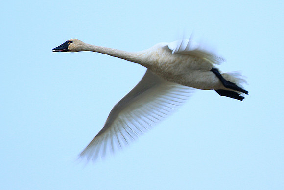 Trumpeter Swan