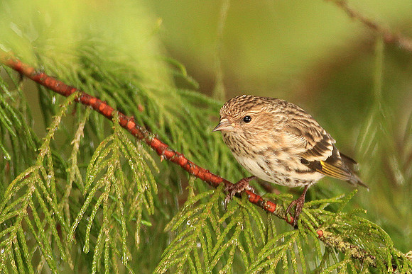 Pine Siskin