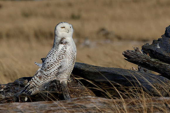 Snowy Owl
