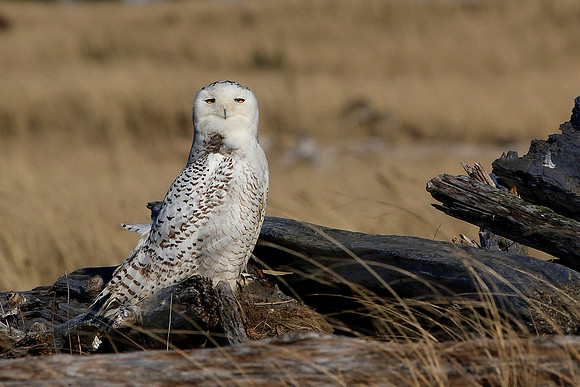 Snowy Owl