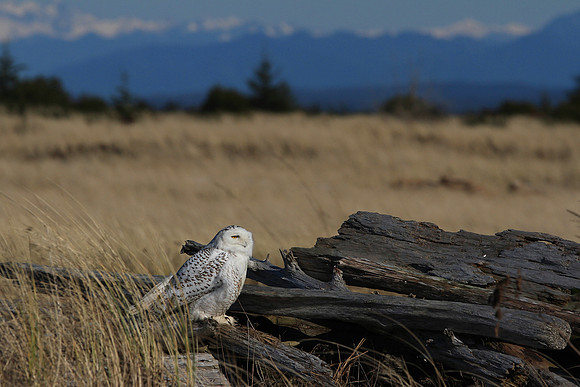 Snowy Owl