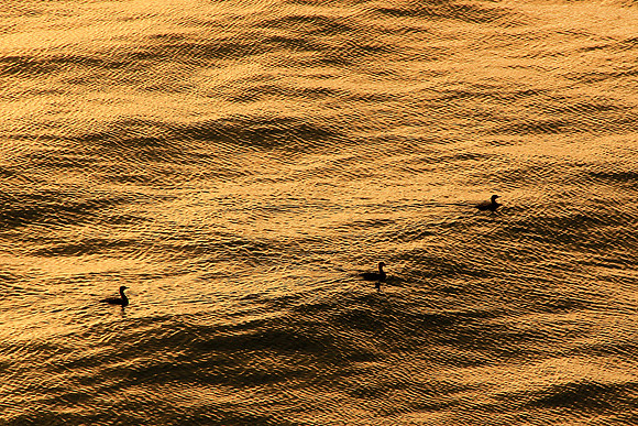 Elliott Bay Sunset