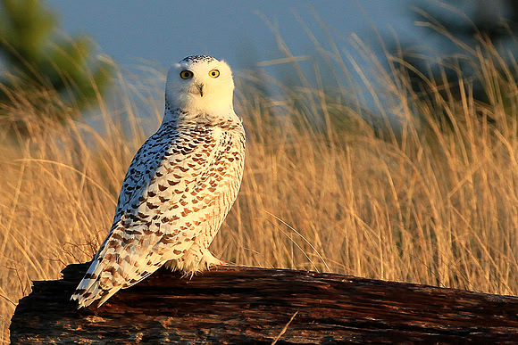 Snowy Owl
