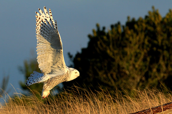 Snowy Owl