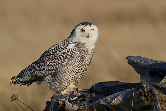 Snowy Owl