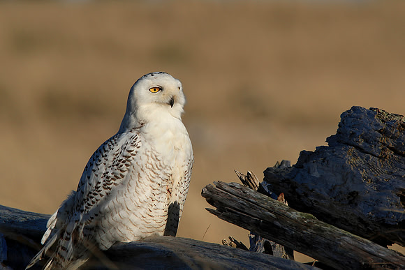 Snowy Owl