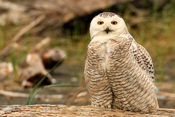 Snowy Owl