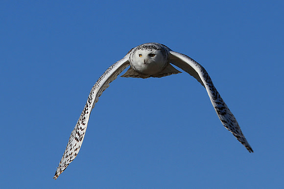 Snowy Owl In Flight