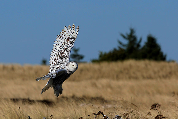 Snowy Owl In Flight