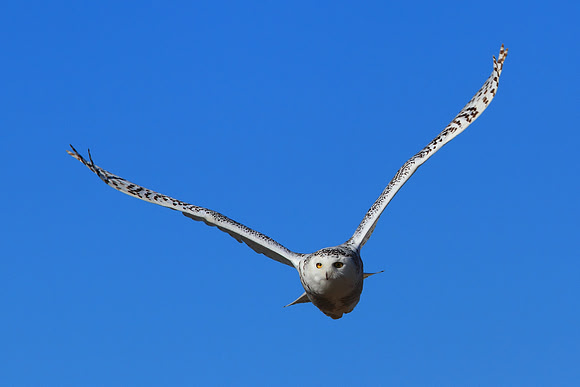 Snowy Owl In Flight