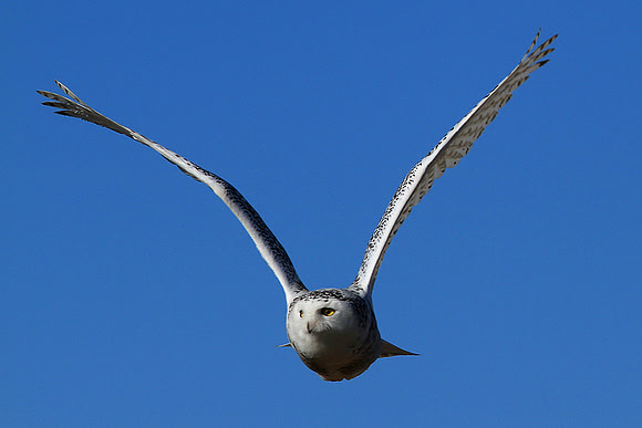 Snowy Owl In Flight