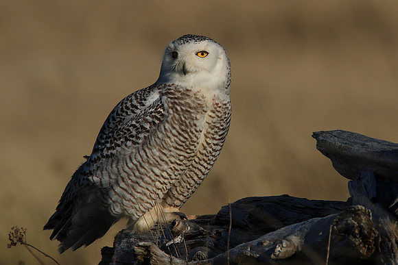 Snowy Owl