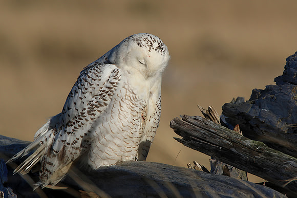 Snowy Owl Sleeping