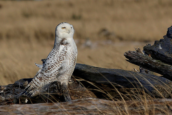 Snowy Owl