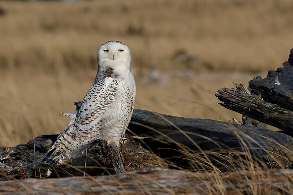 Snowy Owl